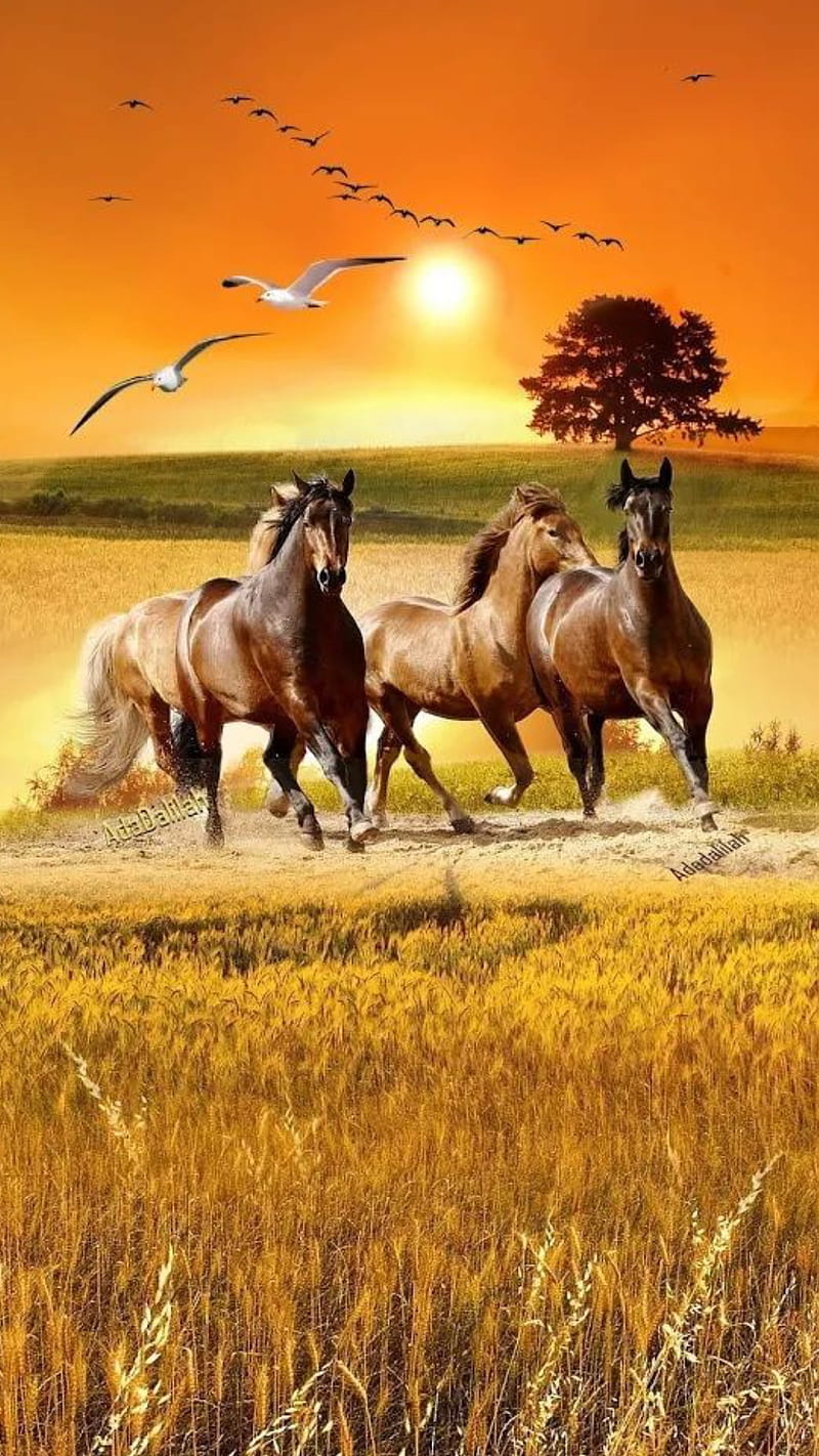 Brown horses, animals, birds, field, horse, horses, nature, running, sun,  sunset, HD phone wallpaper | Peakpx