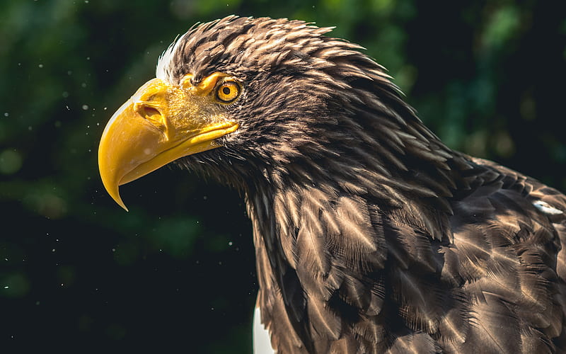 Stellers Sea Eagle, eagle, bird, animal, HD wallpaper