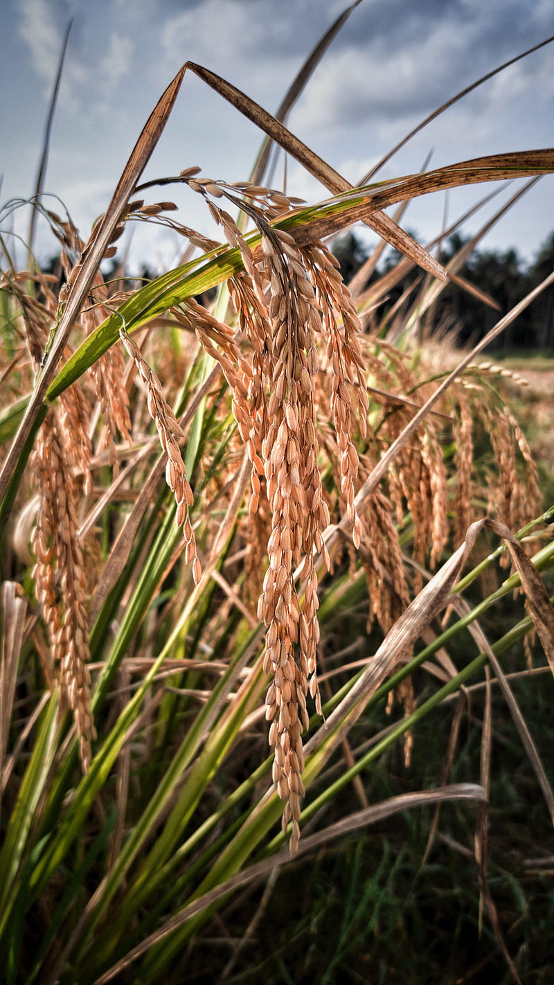 Paddy field, fields, paddy, rice, weather, HD phone wallpaper