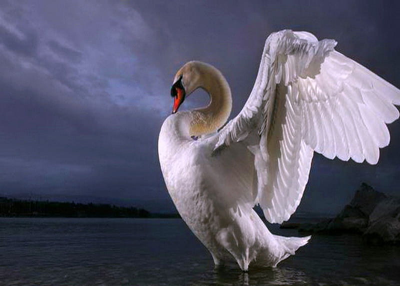Beautiful Mute swan, wings, Stretch, bird, beauty, swan, HD wallpaper