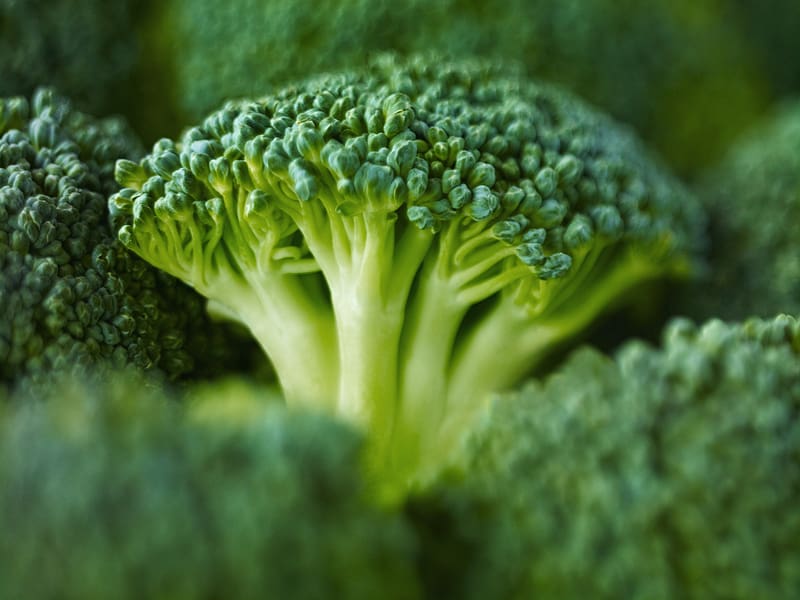 Food, Broccoli, HD wallpaper