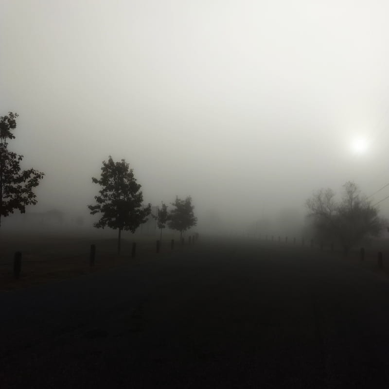 Foggy Morning, fog, gloomy, morning, sad, HD phone wallpaper