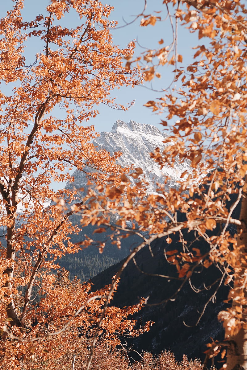 mountain, peak, trees, branches, landscape, HD phone wallpaper