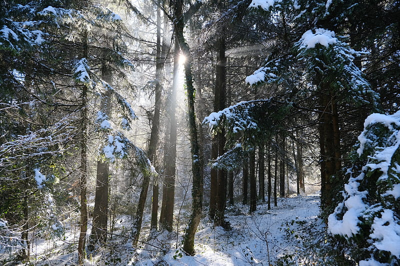 forest, trees, sun, snow, winter, nature, HD wallpaper