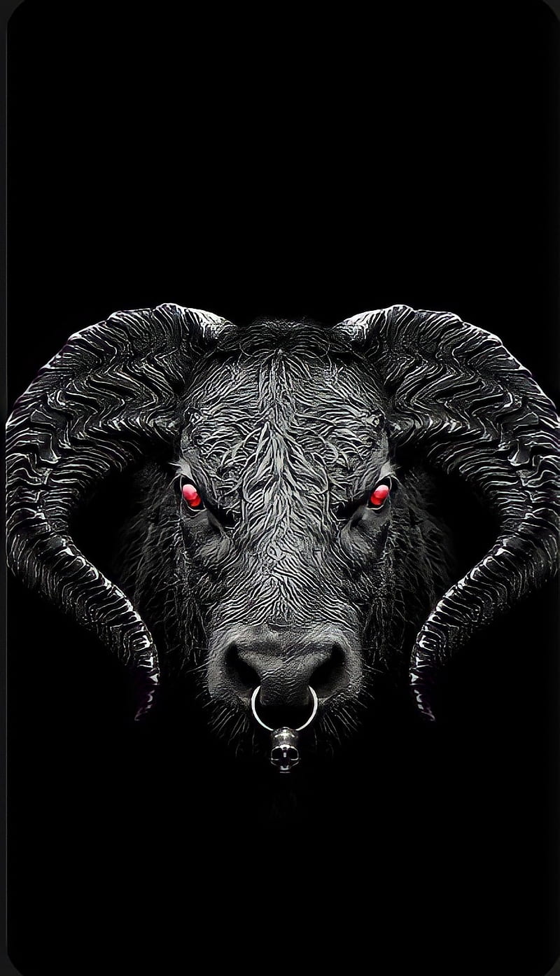 Angry bull, terrestrial animal, working animal, HD phone wallpaper | Peakpx