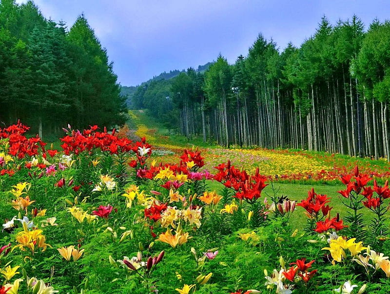 Summer flowers, red, pretty, colorful, woods, bonito, carpet, nice, green, flowers, forest, lovely, greenery, trees, summer, nature, meadow, field, HD wallpaper