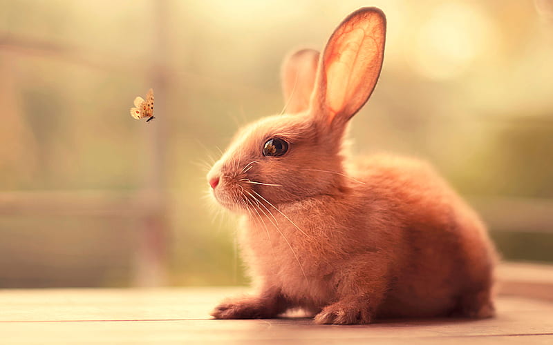 Bunny Cute, bunny, animals, cute, HD wallpaper | Peakpx