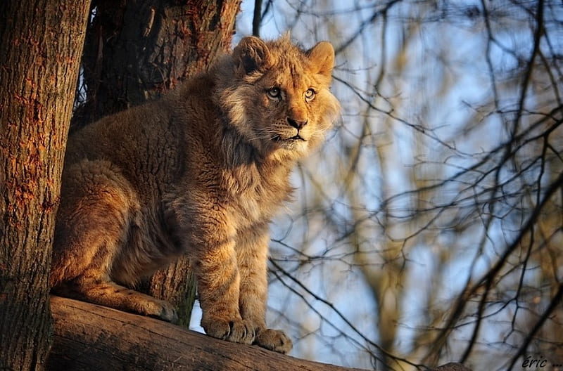 LION TEENAGER, teenager, feline, wildlife, cat, big cats, lion, HD wallpaper
