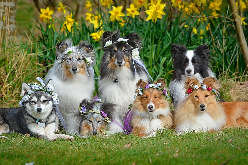 Dogs, Dog, Alaskan Klee Kai, Border Collie, Pet, Shetland Sheepdog, HD wallpaper