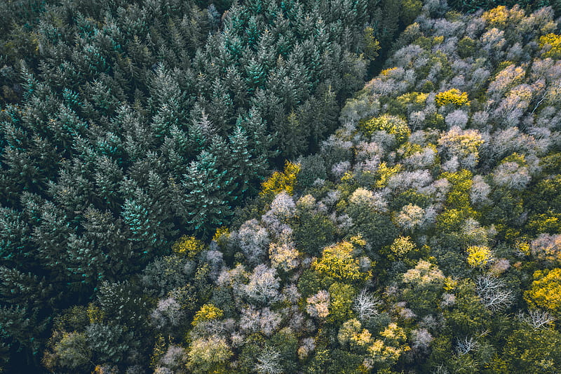 forest, aerial view, trees, treetops, edge, HD wallpaper