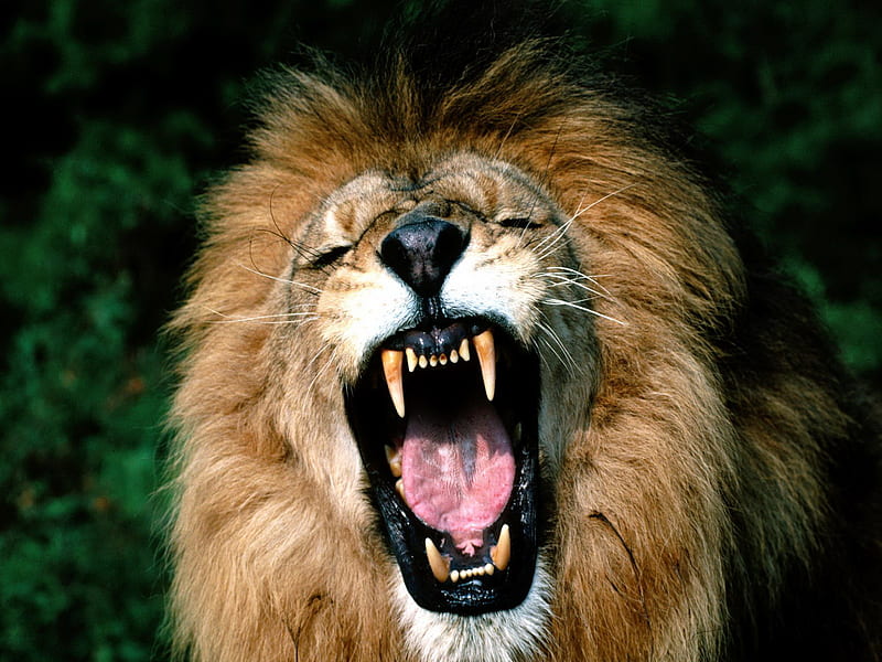 Yawning Lion, predator, mouth, mane, open, sharp, teeth, HD wallpaper