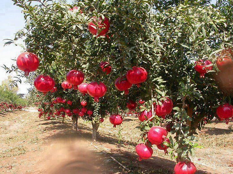 Pomegranate trees, red, tree, fields, pomegranate, HD wallpaper | Peakpx