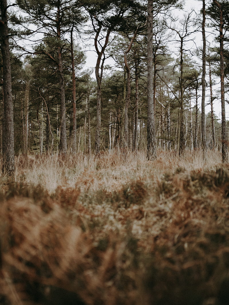forest, trees, conifer, grass, wildlife, HD phone wallpaper