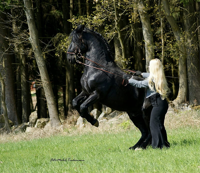 Class Time, black, dressage, andalusian, horses, spanish, HD wallpaper