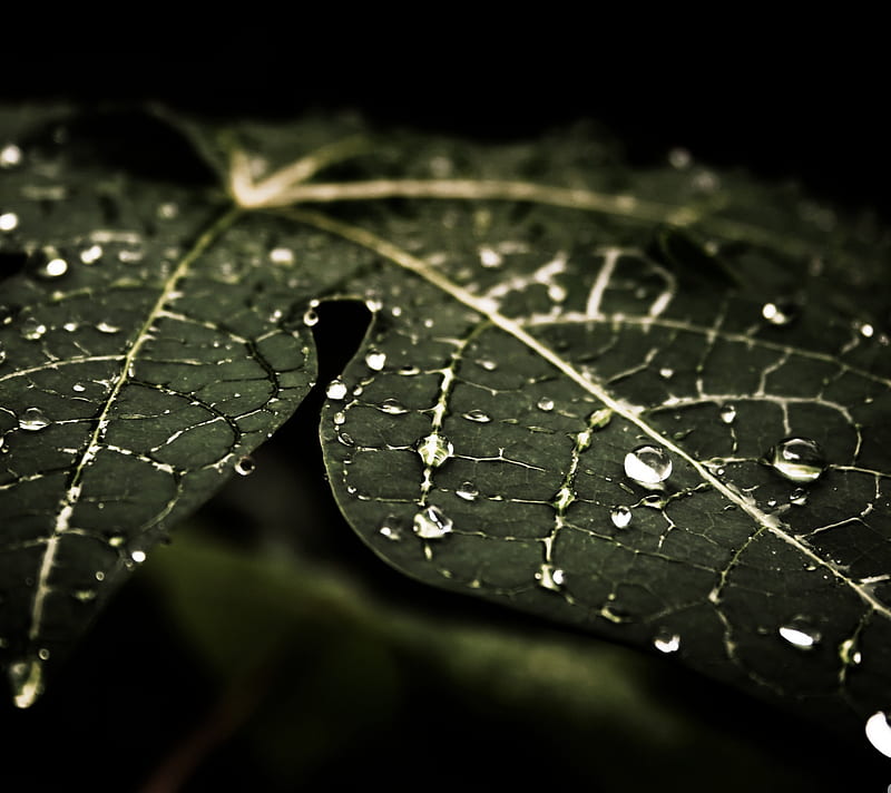 Leafy Droplets, droplets leafy, rain, seseyanoo, HD wallpaper