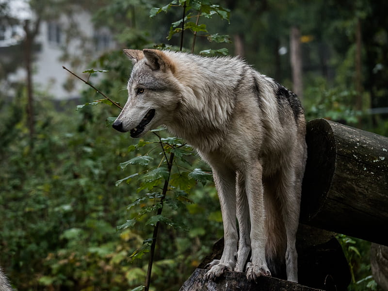 wolf, predator, gray, ears, HD wallpaper