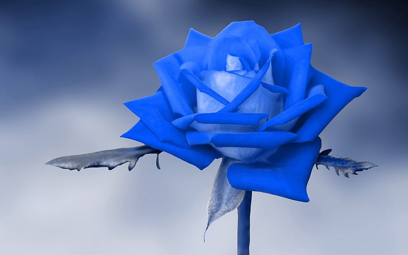 Rosa azul, rosa, azul, naturaleza, flor, Fondo de pantalla HD | Peakpx