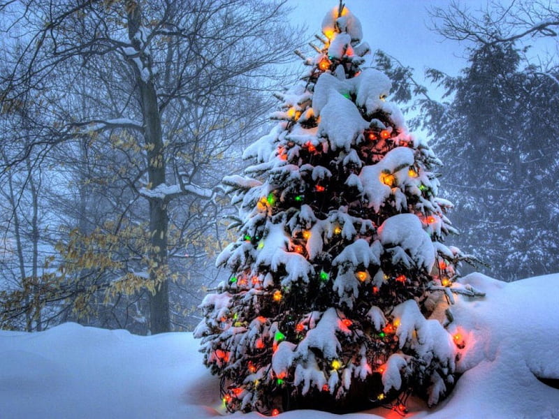 CHRISTMAS TREE, snow, forests, seasons, trees, lights, noel, winter, HD wallpaper