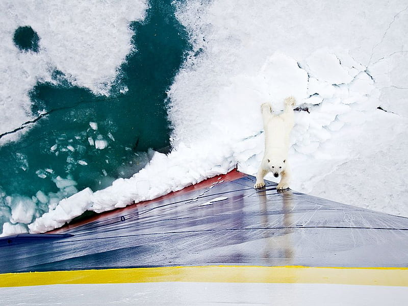 Slip Sliding Away, ice, snow, sliding, polar bear, HD wallpaper