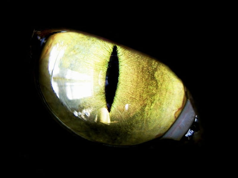 Yellow cat eye, black, pupil, stripe, iris, HD wallpaper