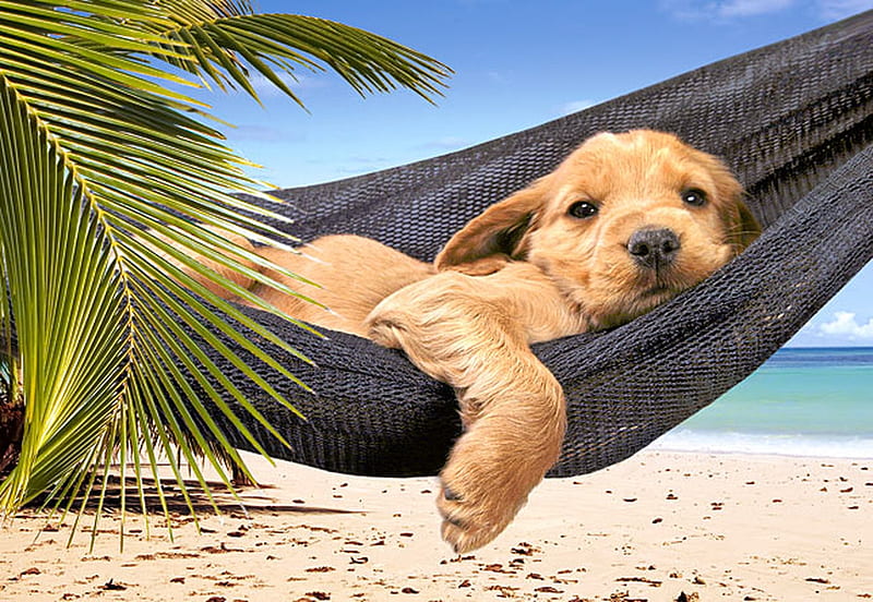 :), dog, puppy, vara, summer, caine, hammock, palm tree, HD wallpaper