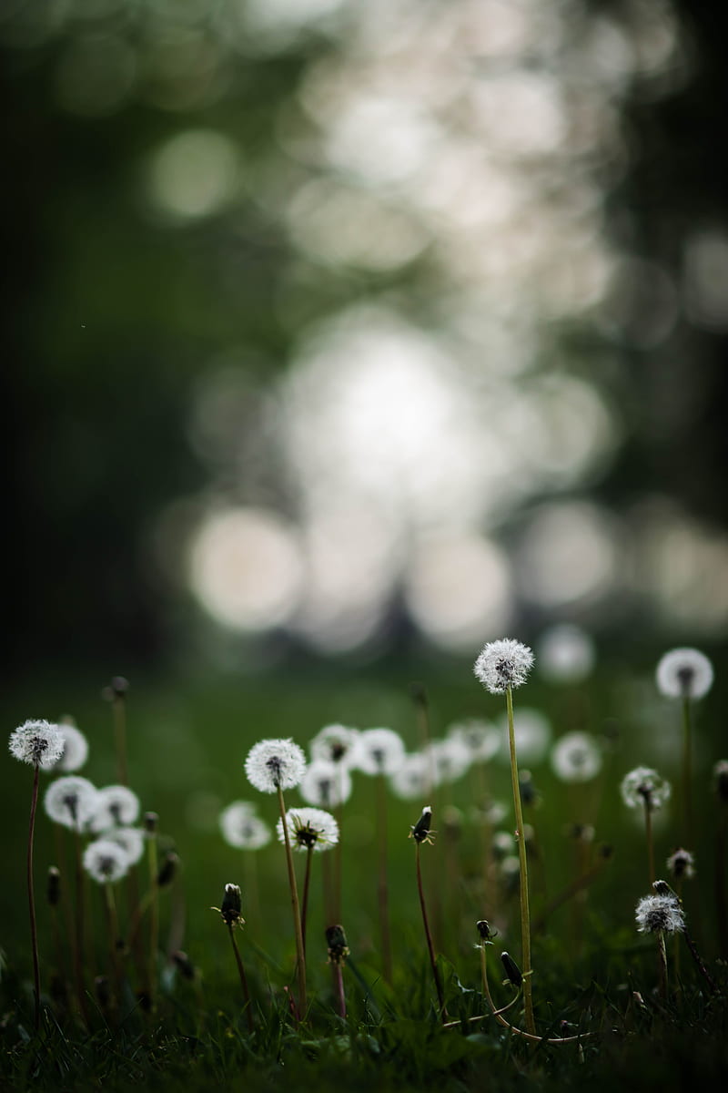 dandelions, plants, grass, field, HD phone wallpaper
