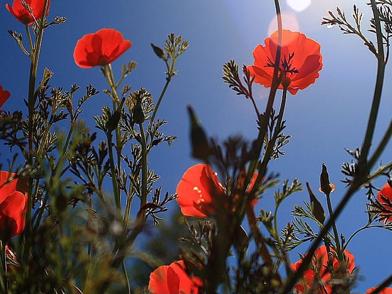 California Poppies, california, poppies, HD wallpaper