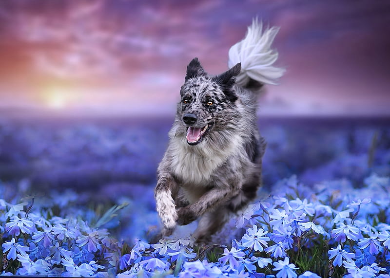 Running, australian shepherd, caine, sunset, purple, flower, field, dog, blue, HD wallpaper