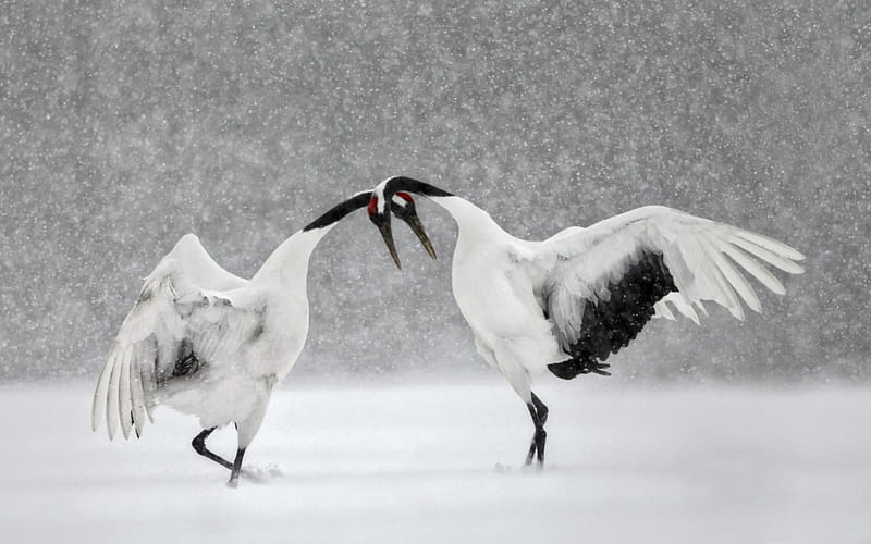 Love dance, wings, crane, black, valentine, winter, bird, snow, white, couple, HD wallpaper