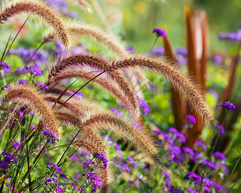 Flower Meadows, purple, brown, bunch, flower, nature, field, meadows, HD wallpaper