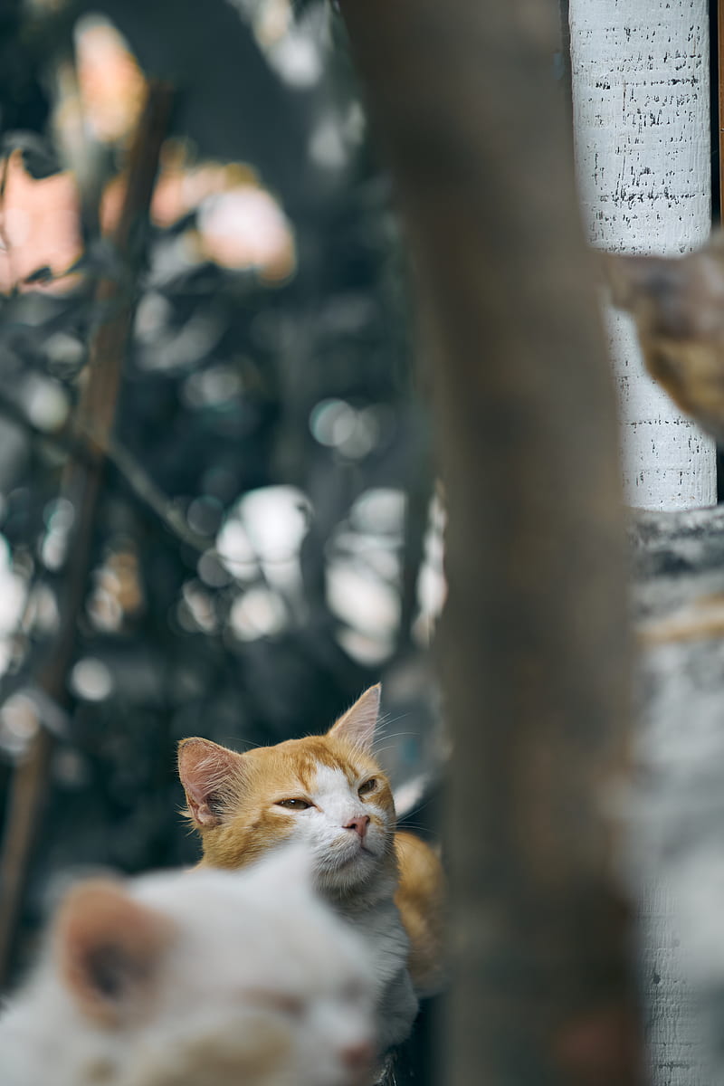 orange and white cat on gray concrete post during daytime, HD phone wallpaper