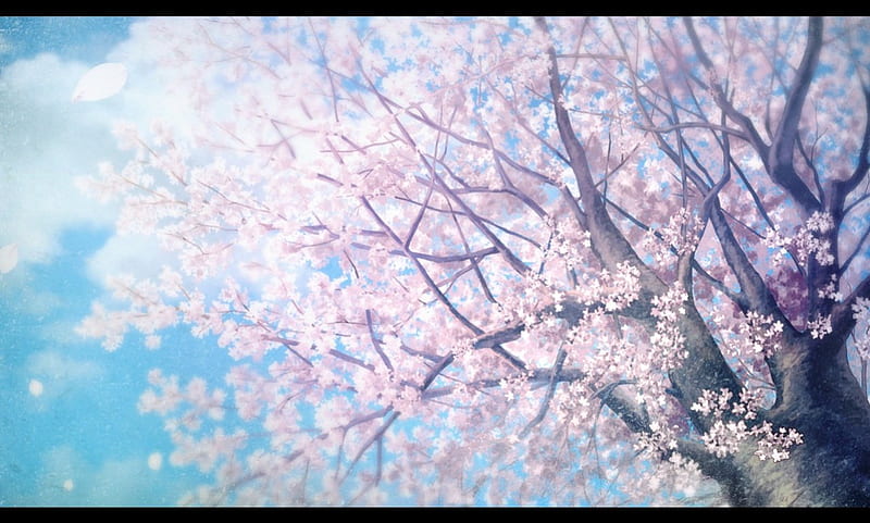 Cherry Blossom, pretty, scenic, sakura blossom, plant, bonito, floral, sweet, blossom, nice, japan, anime, beauty, scenery, pink, blue, sakura, lovely, japanese, sky, tree, oriental, flower, nature, petals, scene, HD wallpaper
