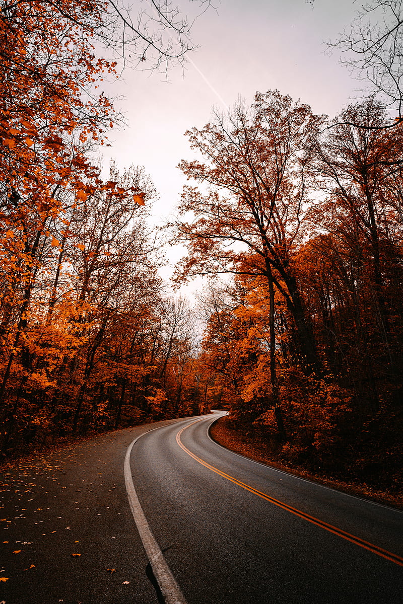 road, turn, trees, autumn, fallen leaves, nature, HD phone wallpaper