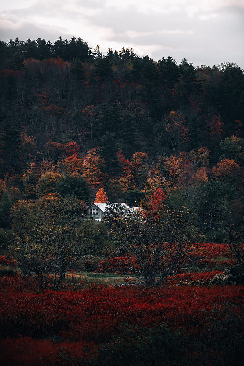 house, forest, autumn, nature, HD phone wallpaper