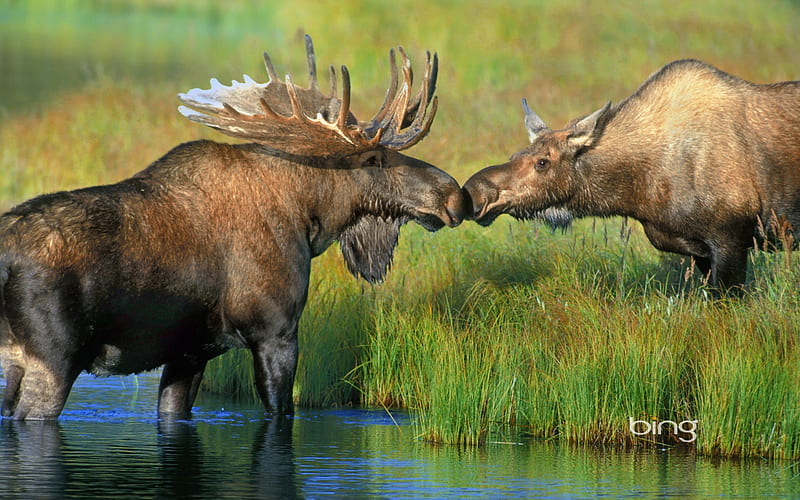 Pair of moose near Wonder Lake in Denali National Park Alaska, Pair, Alaska, Moose, Of, HD wallpaper