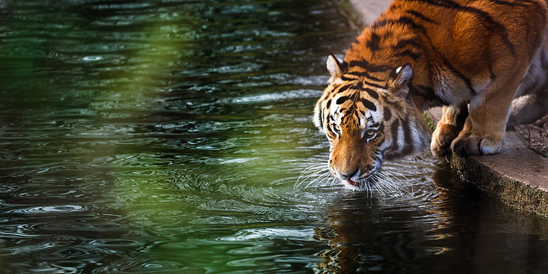 Tiger , tiger, animals, reflection, water, HD wallpaper