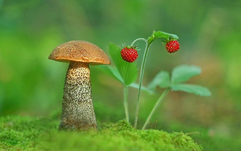 Mushroom and Strawberries, strawberries, mushroom, nature, wild, HD wallpaper