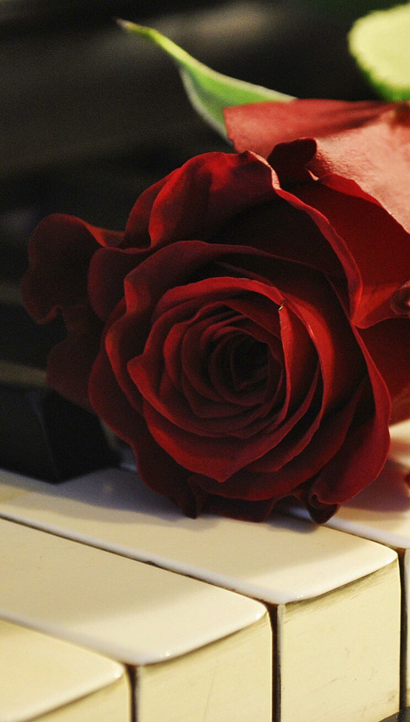 Flower melody. 4 Розы. Книга с цветами. Волшебный красный цветок. Фортепиано обои на андроид.