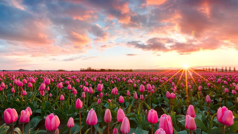 Sunset Over The Tulips Field Nature Sunset Tulips Clouds Sky Pink
