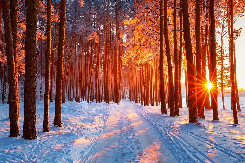 Winter morning in forest, glow, snow, rays, path, bonito, morning, trees,  winter, HD wallpaper | Peakpx