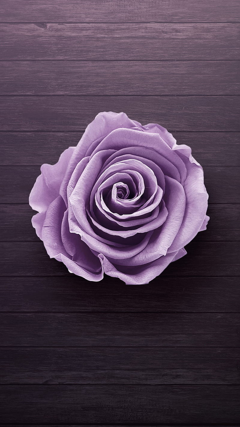 Purple rose, flower, dark, lockscreen, background, HD phone wallpaper |  Peakpx