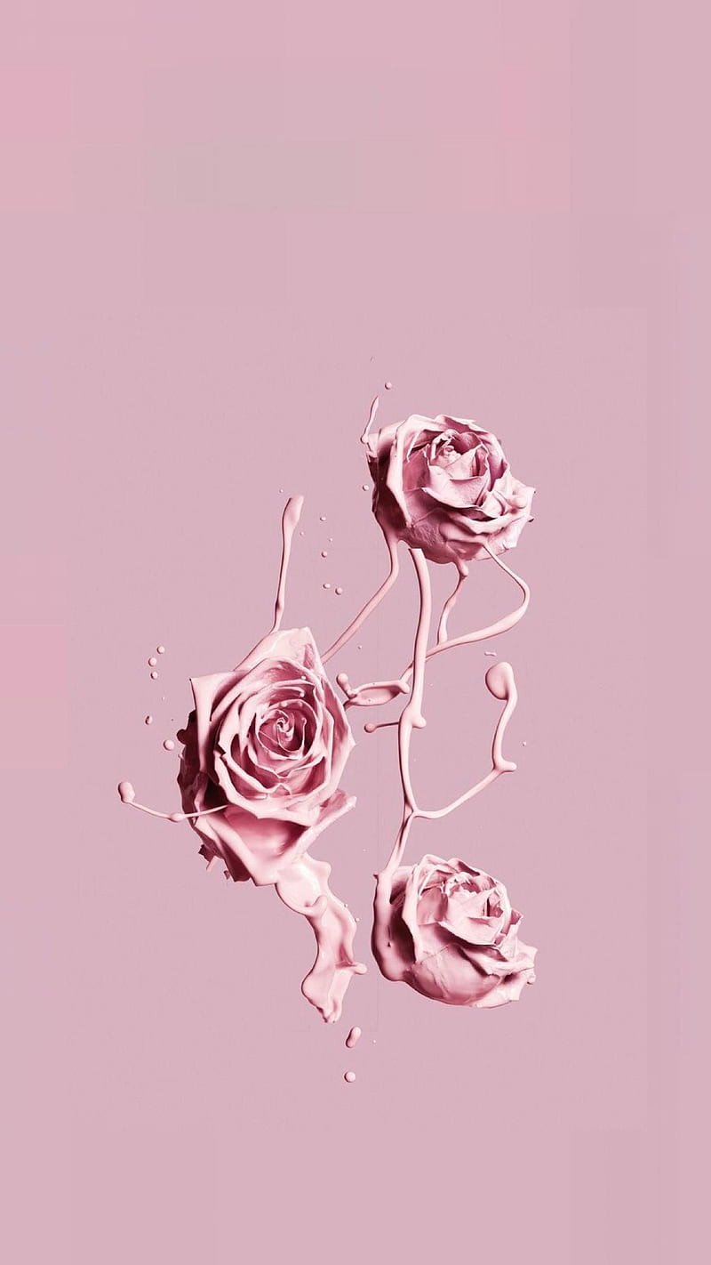 Aesthetic Pink Flower on ..dog, Minimal Rose, HD phone wallpaper