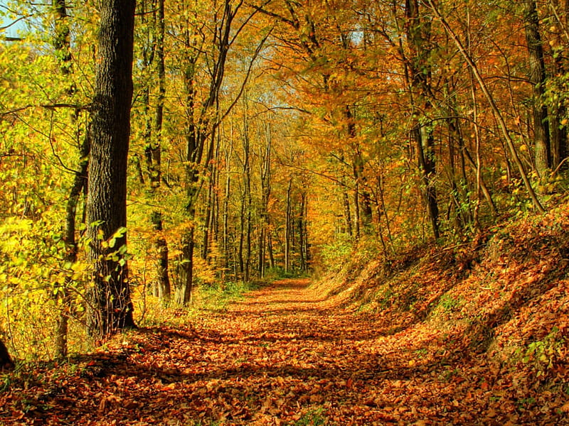 ***Beautiful autumn ***, przyroda, jesien, nature, las, HD wallpaper