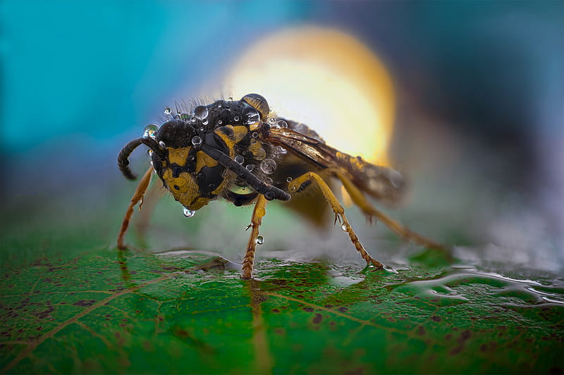 Animal, Hornet, HD wallpaper Animal, Hornet, HD wallpaper
