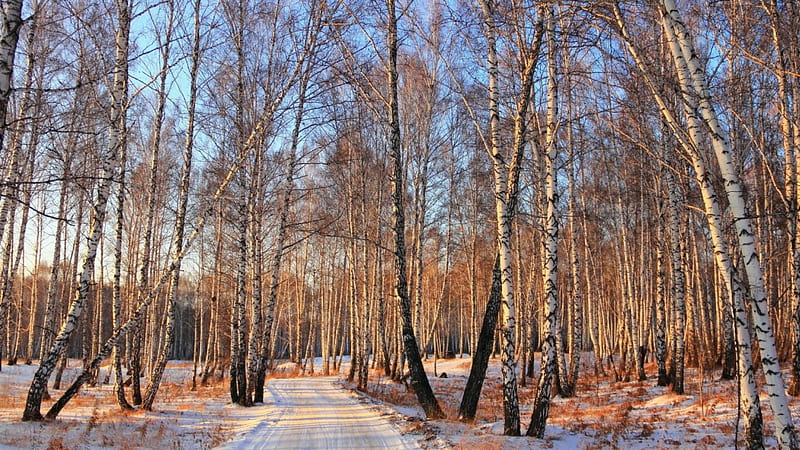 road through a forest of birch trees, forest, road, trunks, winter, HD wallpaper