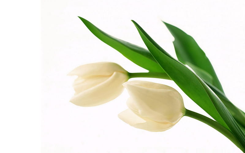 white tulips-Amazing Flowers graphy, HD wallpaper