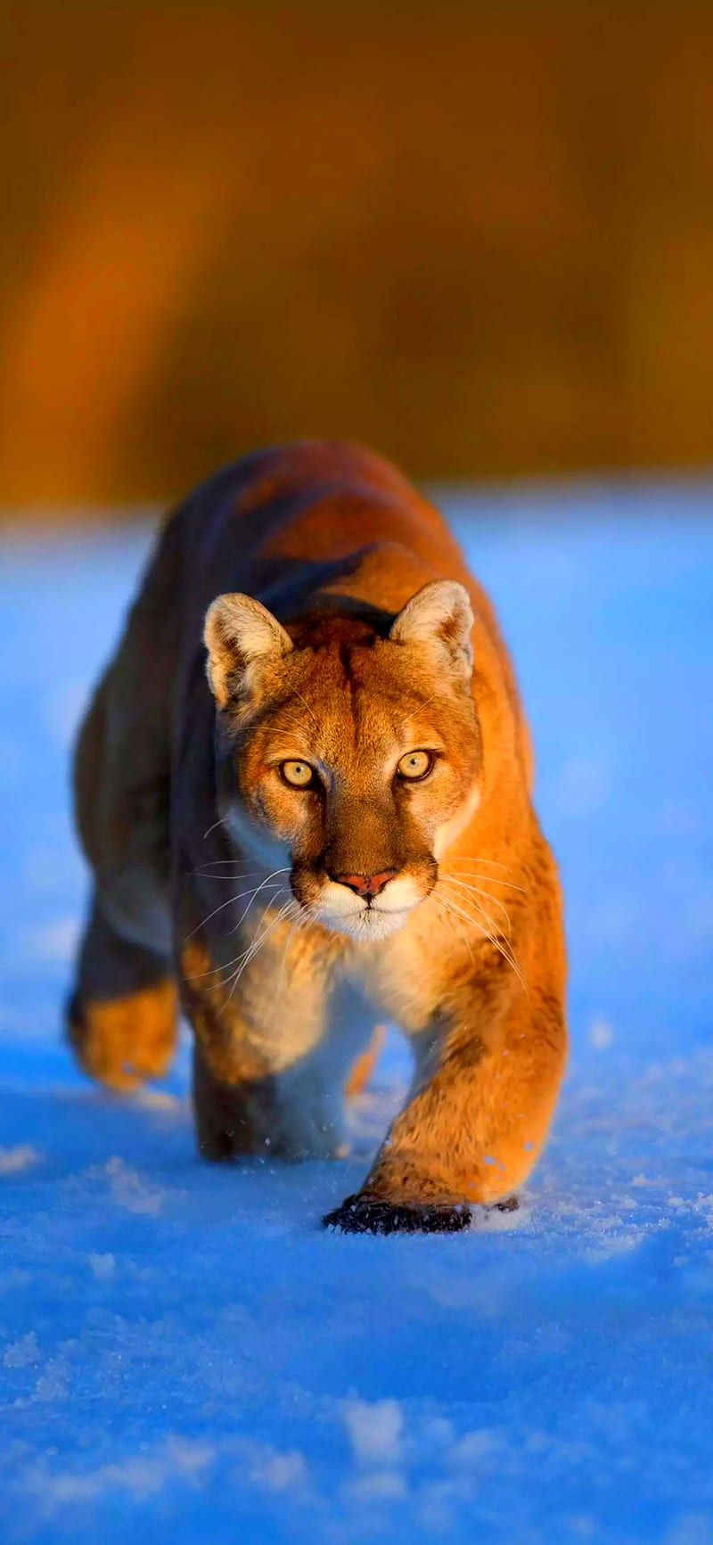 Puma, cougar, mountain lion, HD phone wallpaper