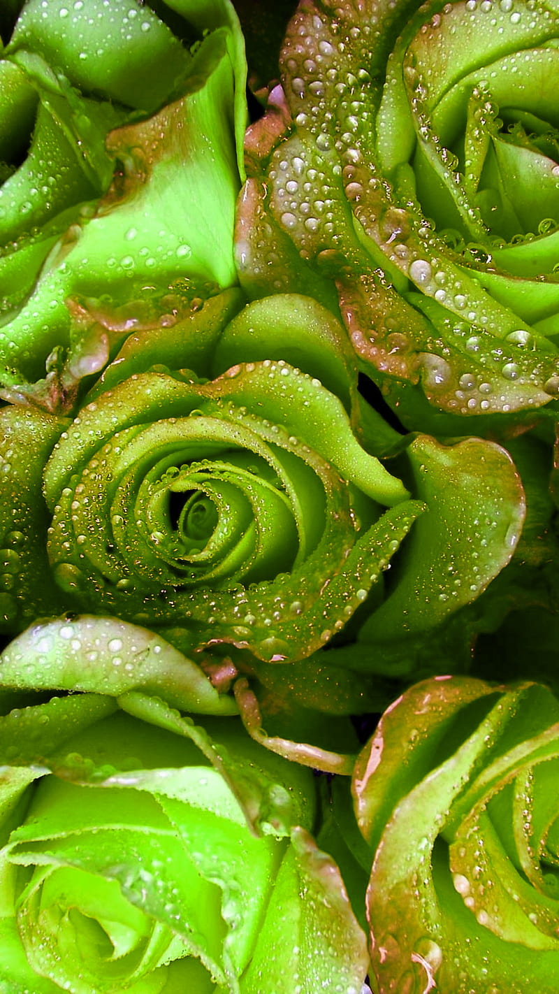 Roses, drop, green, love, nature, rose, water, HD phone wallpaper