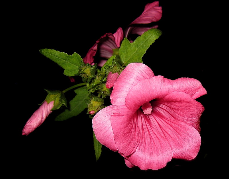 Pink Mallow Close-up, closeup, flowers, mallow, nature, pink, HD wallpaper