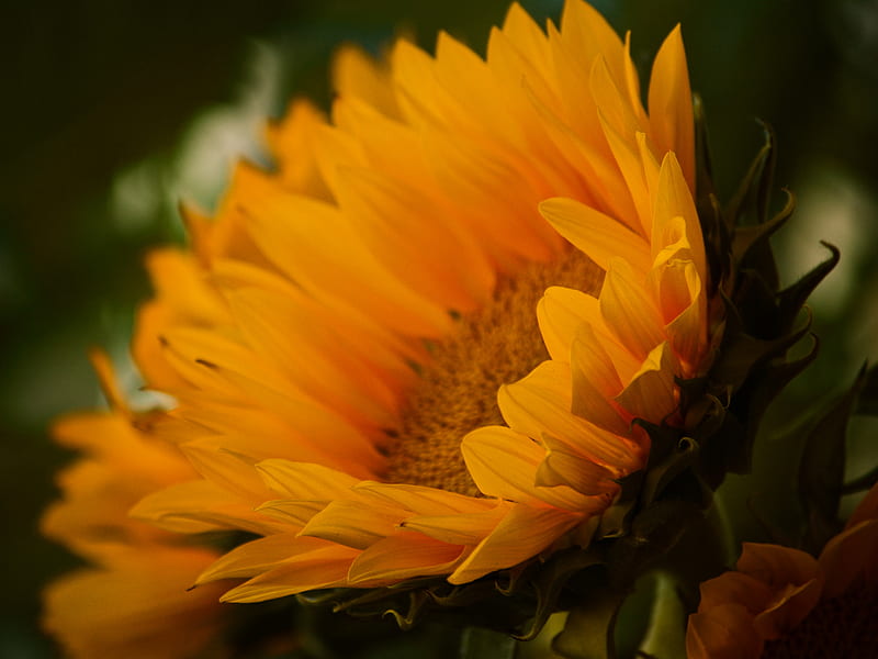 Selective Focus graphy of Sunflower, HD wallpaper